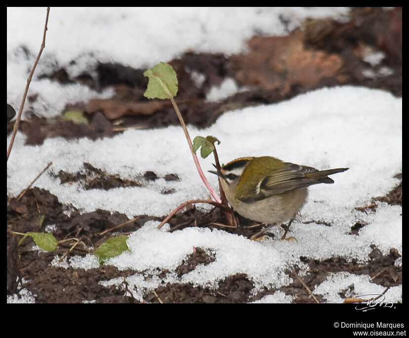 Common Firecrestadult, identification