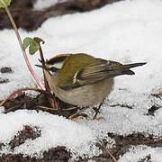 Common Firecrest