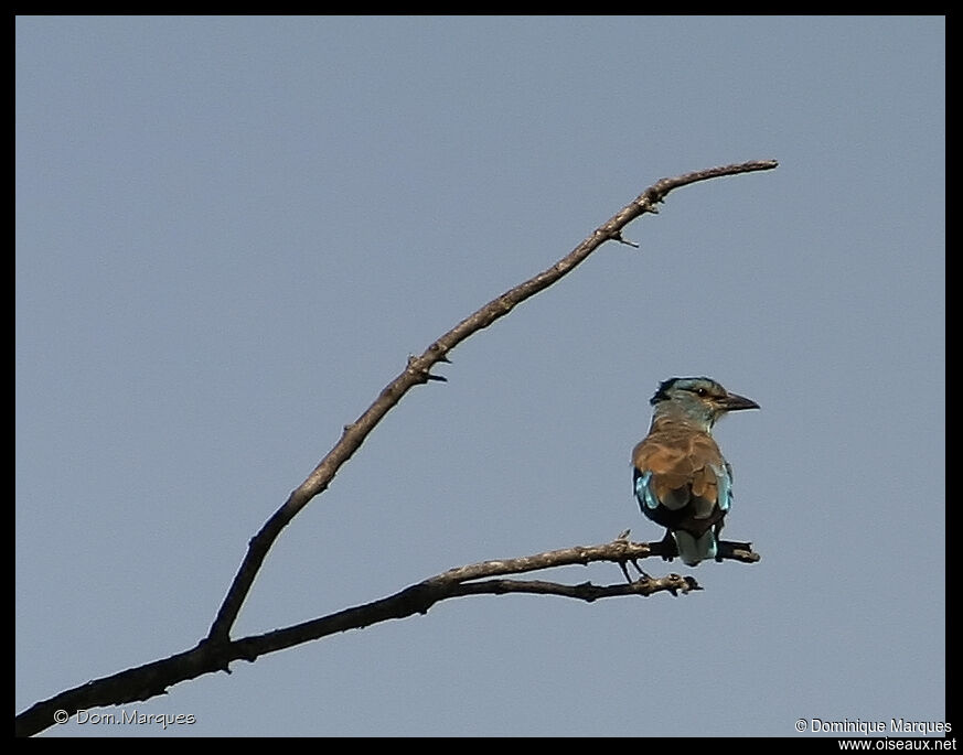 European Rolleradult, identification