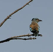 European Roller