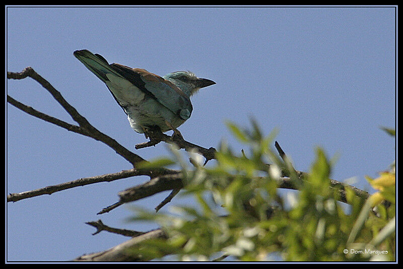 Rollier d'Europeadulte, identification