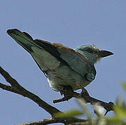 European Roller