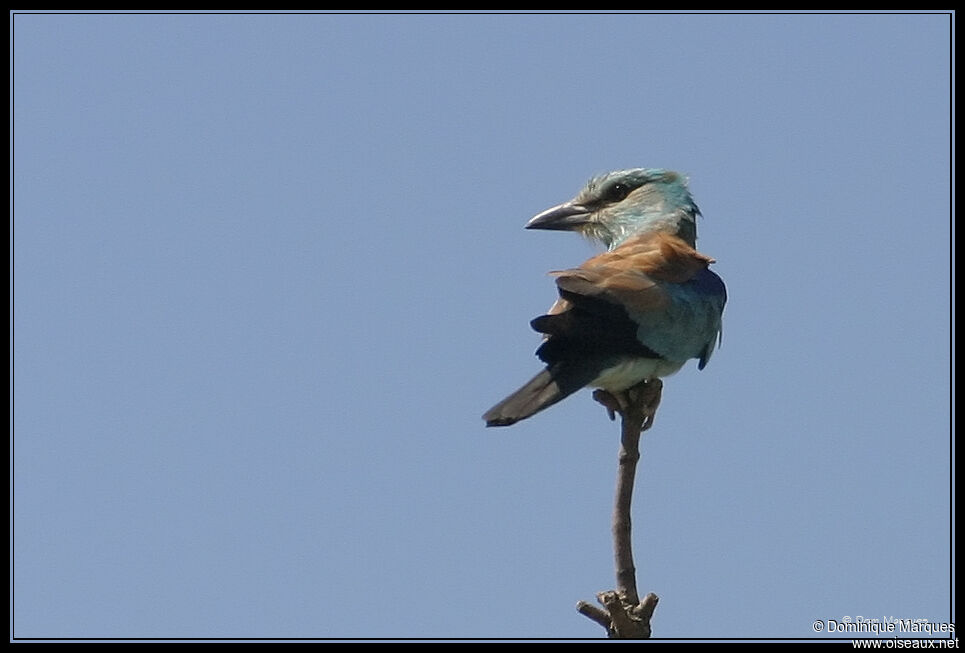 European Roller, identification