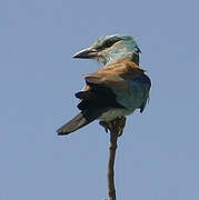 European Roller