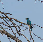 European Roller