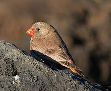 Trumpeter Finch