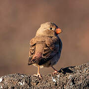 Trumpeter Finch