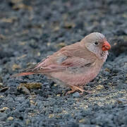 Trumpeter Finch