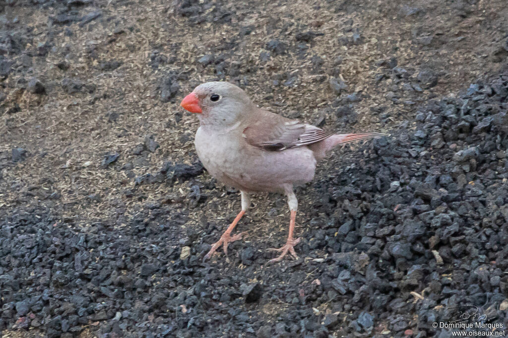 Trumpeter Finch female adult breeding