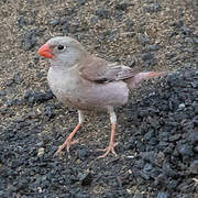 Trumpeter Finch