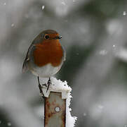 European Robin