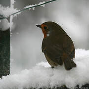 European Robin