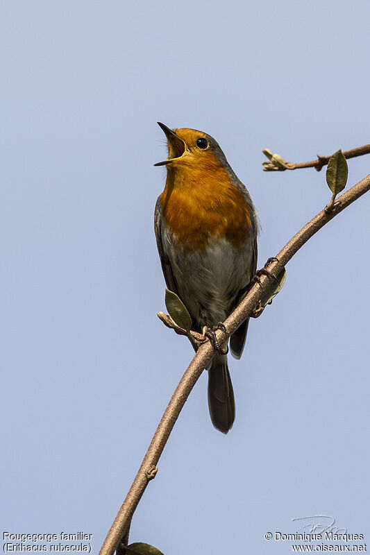 European Robinadult, identification