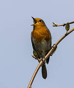 European Robin