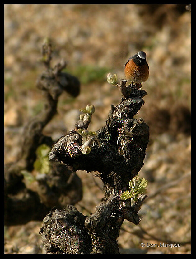 Common Redstart male adult, identification