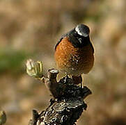 Common Redstart