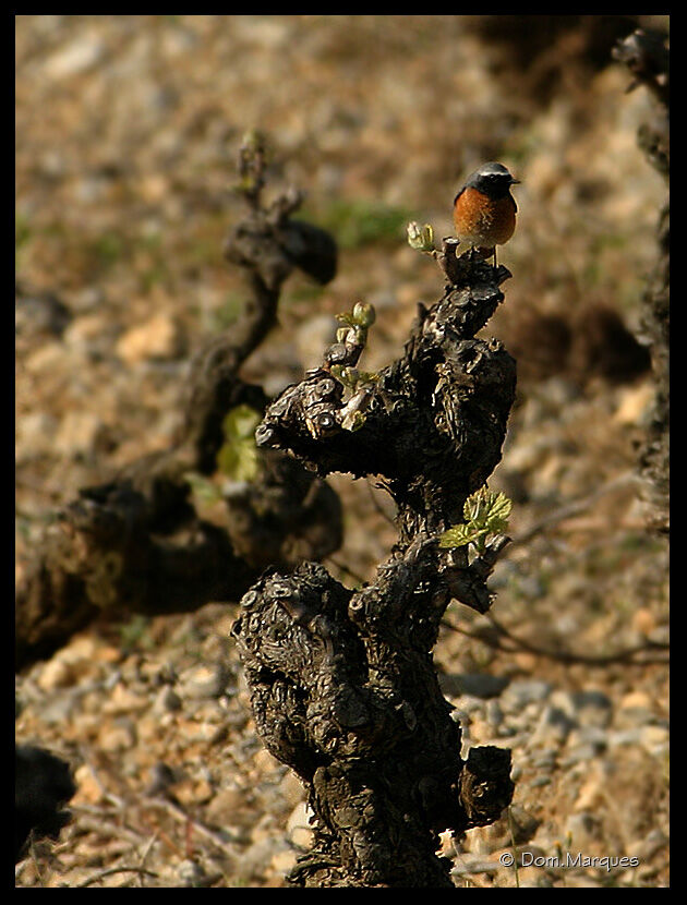 Rougequeue à front blanc mâle adulte, identification