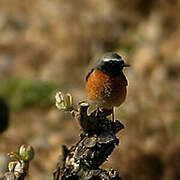 Common Redstart