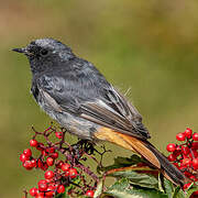 Black Redstart