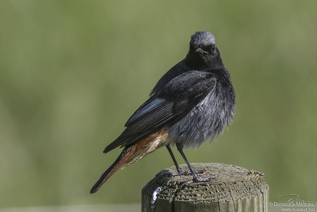 Black Redstart male adult, identification