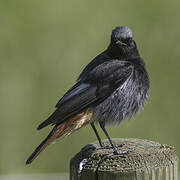 Black Redstart