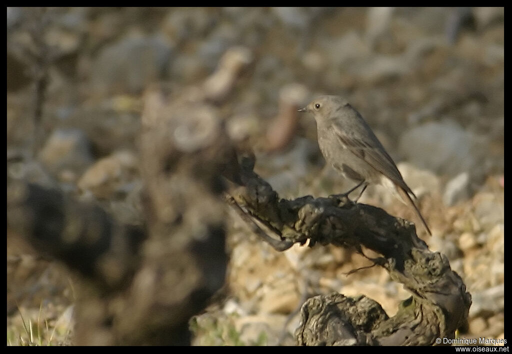 Black Redstart female adult, identification