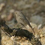 Black Redstart