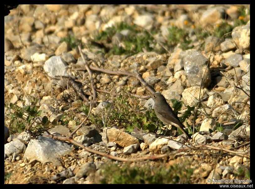 Black Redstart female adult, identification