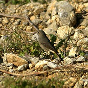 Black Redstart