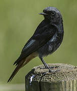 Black Redstart