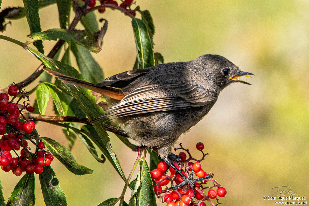 Black Redstart female adult transition, identification