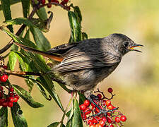 Black Redstart