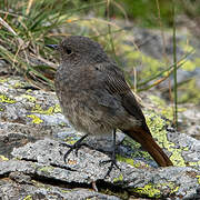 Black Redstart