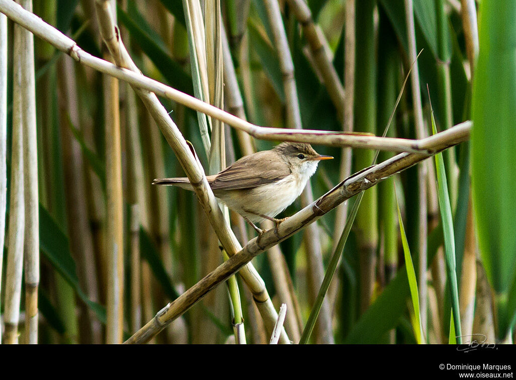 Rousserolle effarvatteadulte, identification