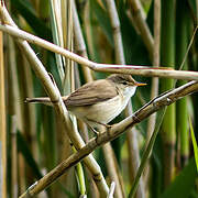 Common Reed Warbler