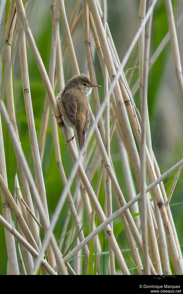 Rousserolle effarvatteadulte, identification