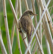 Common Reed Warbler