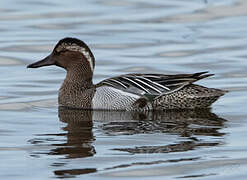 Garganey