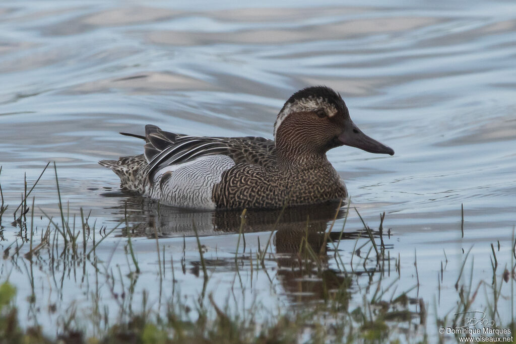 Garganey male adult breeding, identification