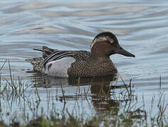 Garganey