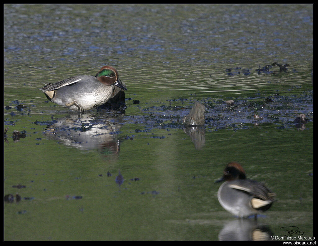 Eurasian Teal male adult, identification