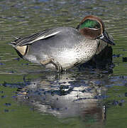 Eurasian Teal