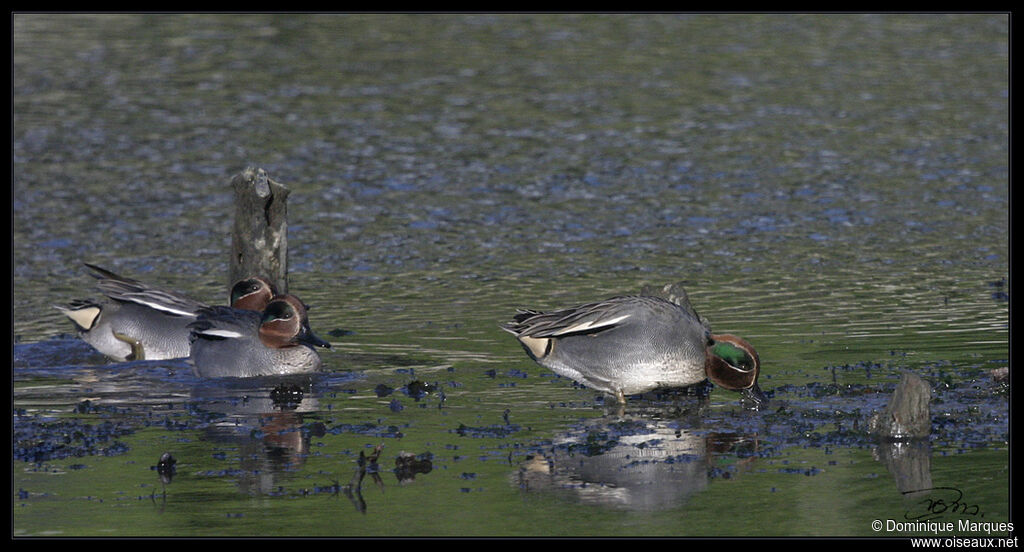 Eurasian Teal, identification