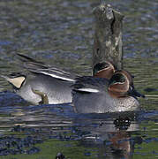 Eurasian Teal