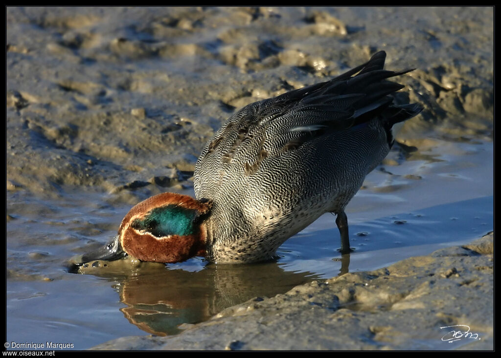 Eurasian Teal male adult, identification, Behaviour