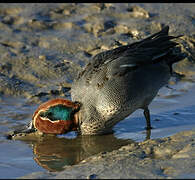 Eurasian Teal