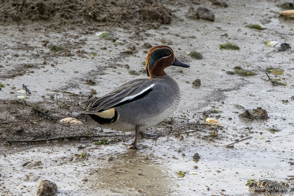 Eurasian Teal, identification