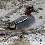 Eurasian Teal