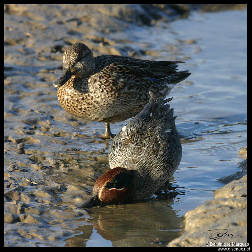 Sarcelle d'hiver adulte, identification