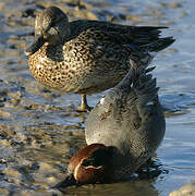 Eurasian Teal